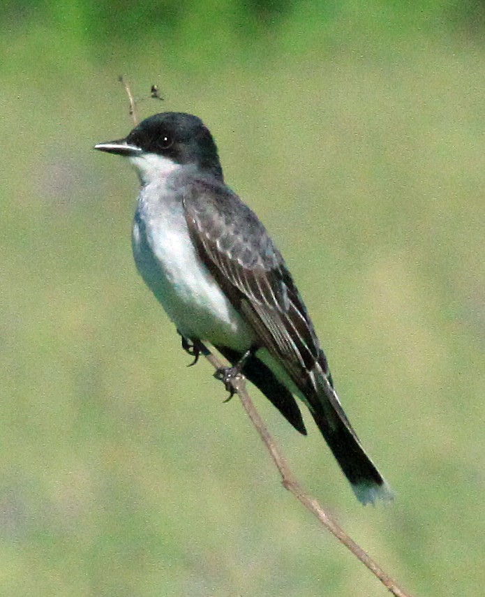 Eastern Kingbird - ML621301029