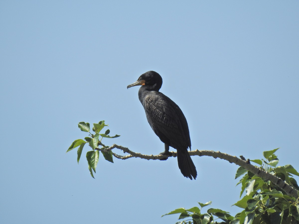 Double-crested Cormorant - ML621301048