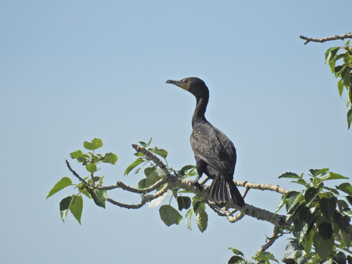 Double-crested Cormorant - ML621301049