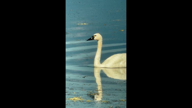 Tundra Swan - ML621301084