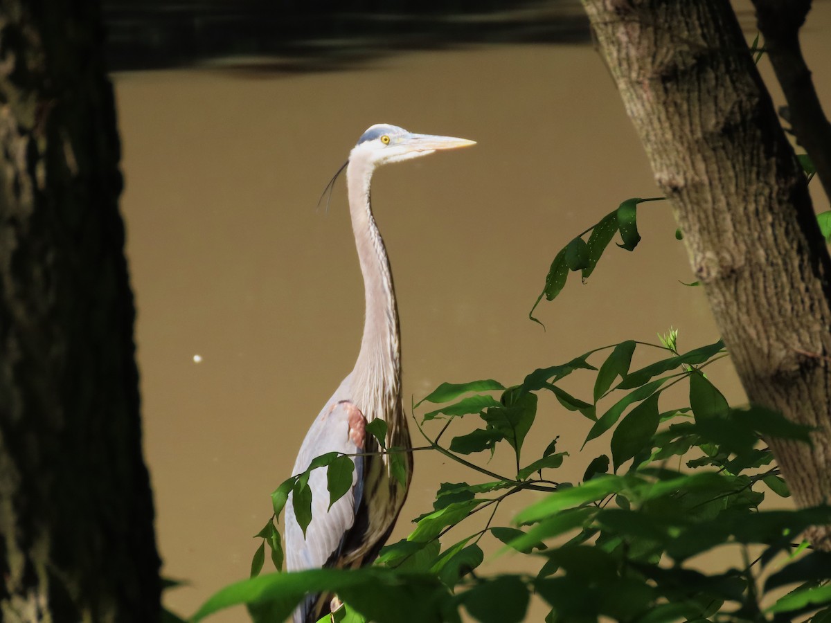 Great Blue Heron - ML621301085
