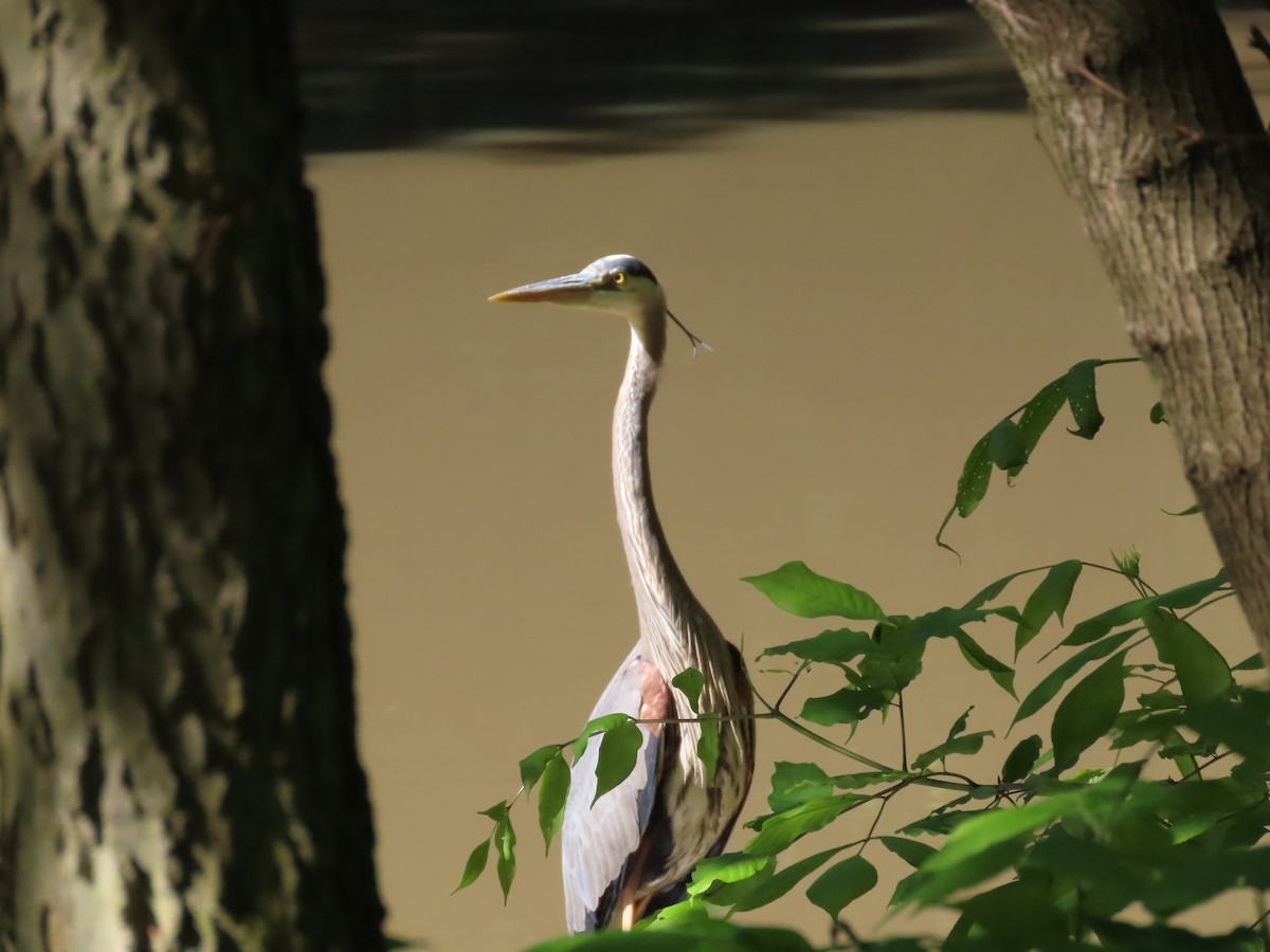 Great Blue Heron - ML621301097
