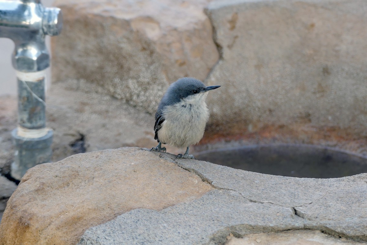 Pygmy Nuthatch - ML621301167