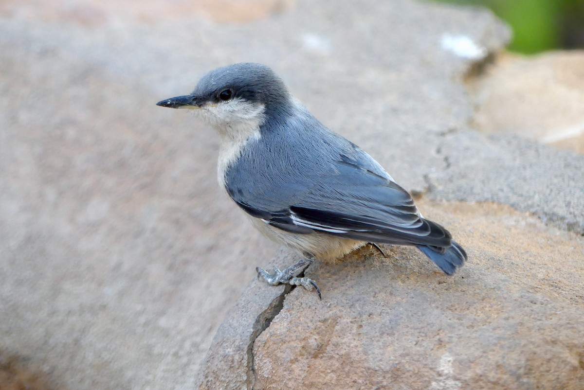 Pygmy Nuthatch - ML621301168