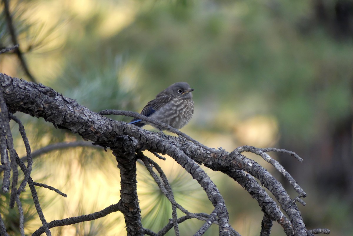Western Bluebird - ML621301169