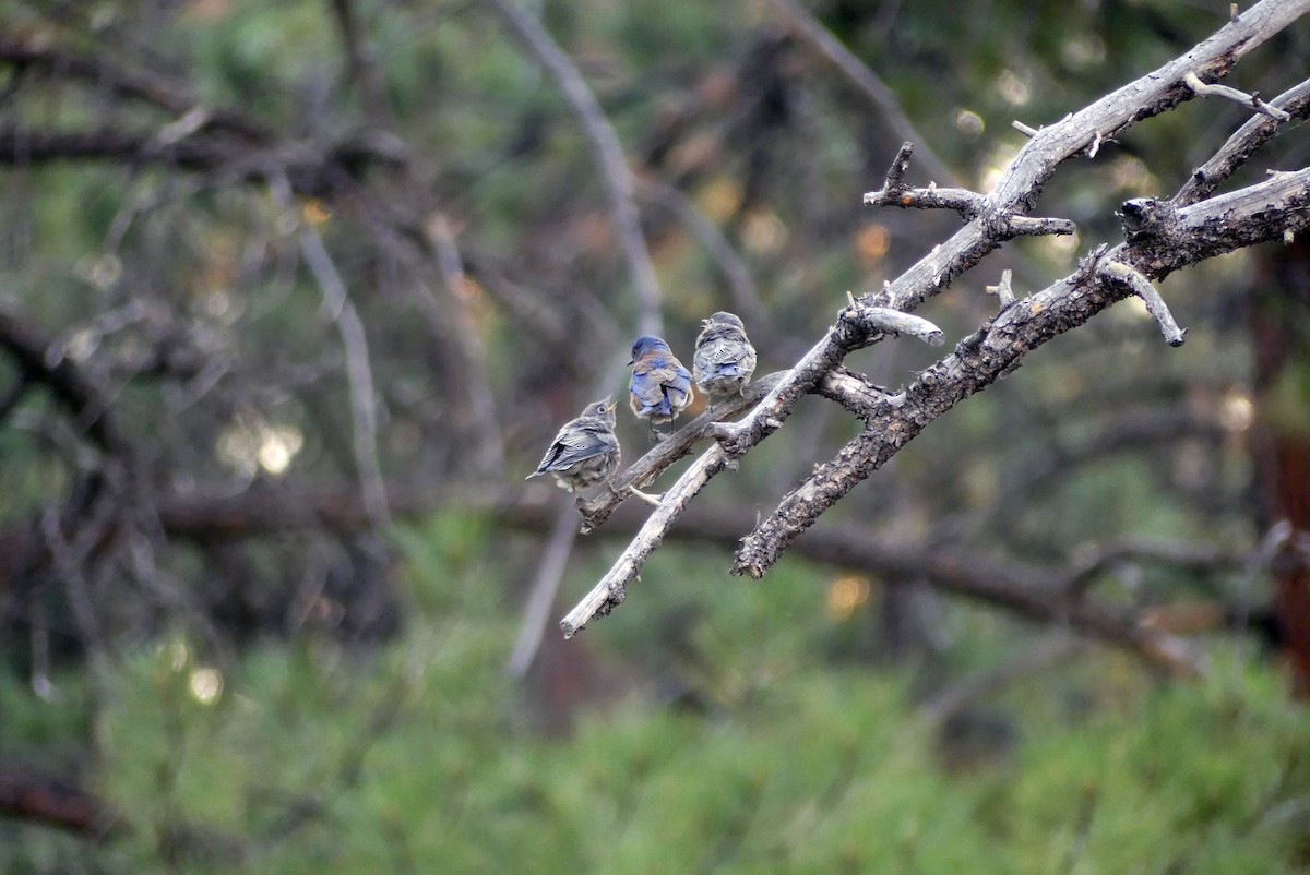 Western Bluebird - ML621301170