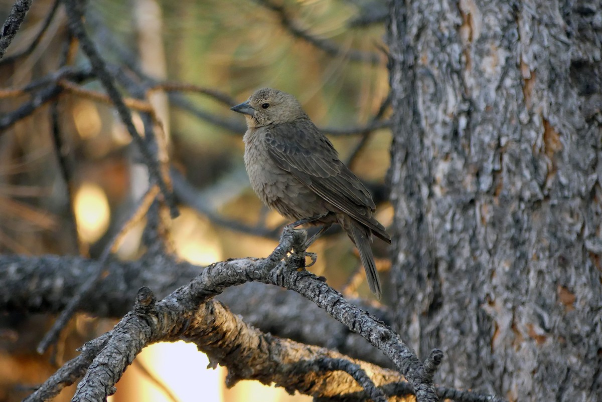 Brown-headed Cowbird - ML621301171