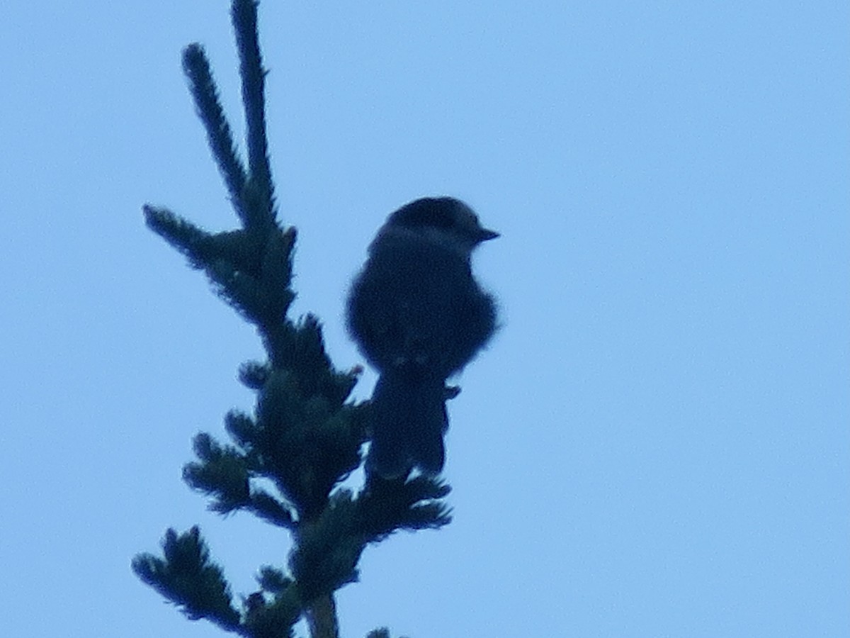 Canada Jay - ML621301187