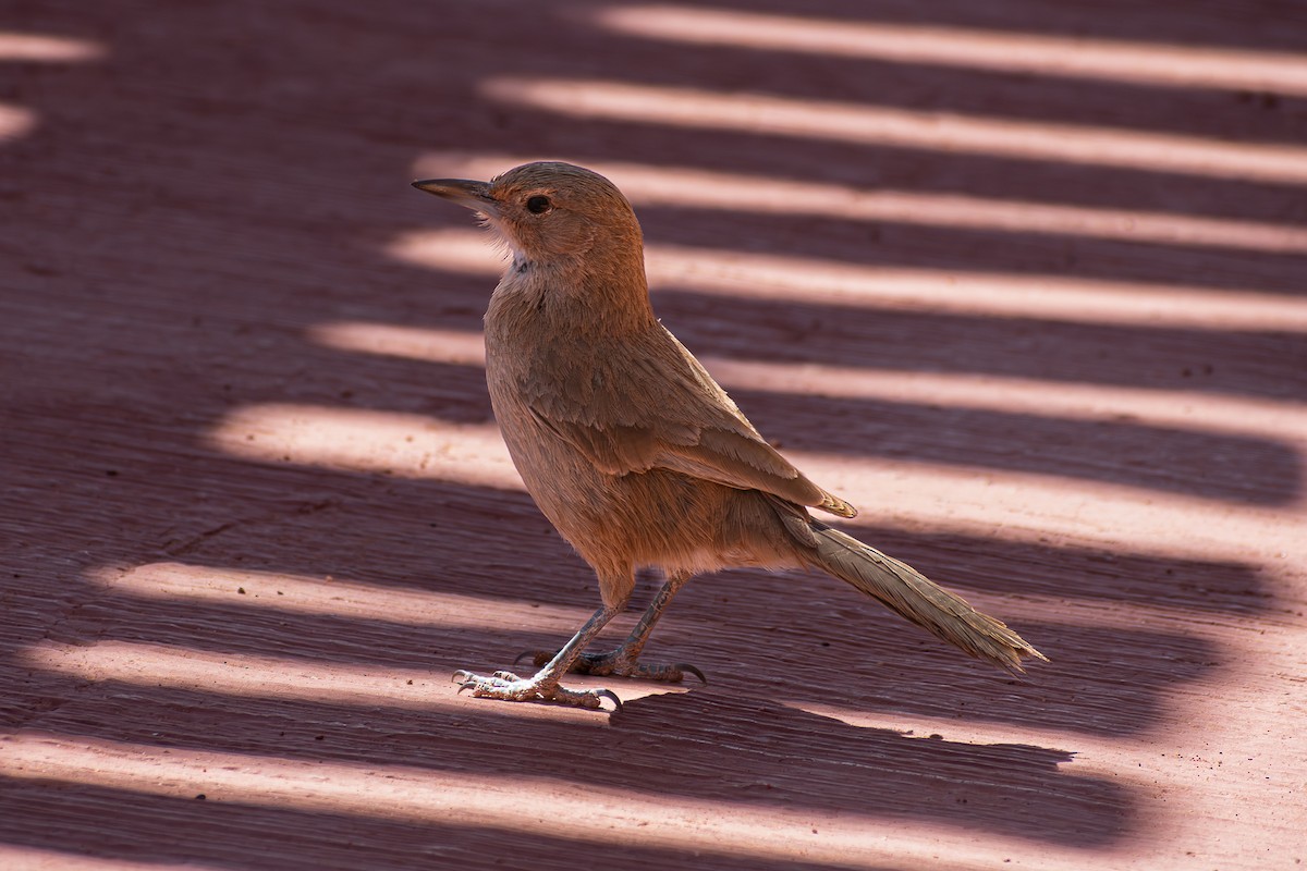 White-throated Cacholote - ML621301326