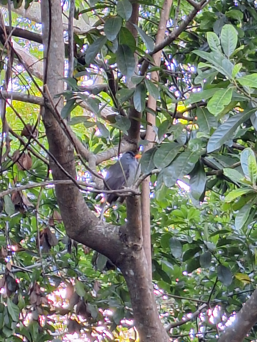 Mauritius Bulbul - Irene Buera