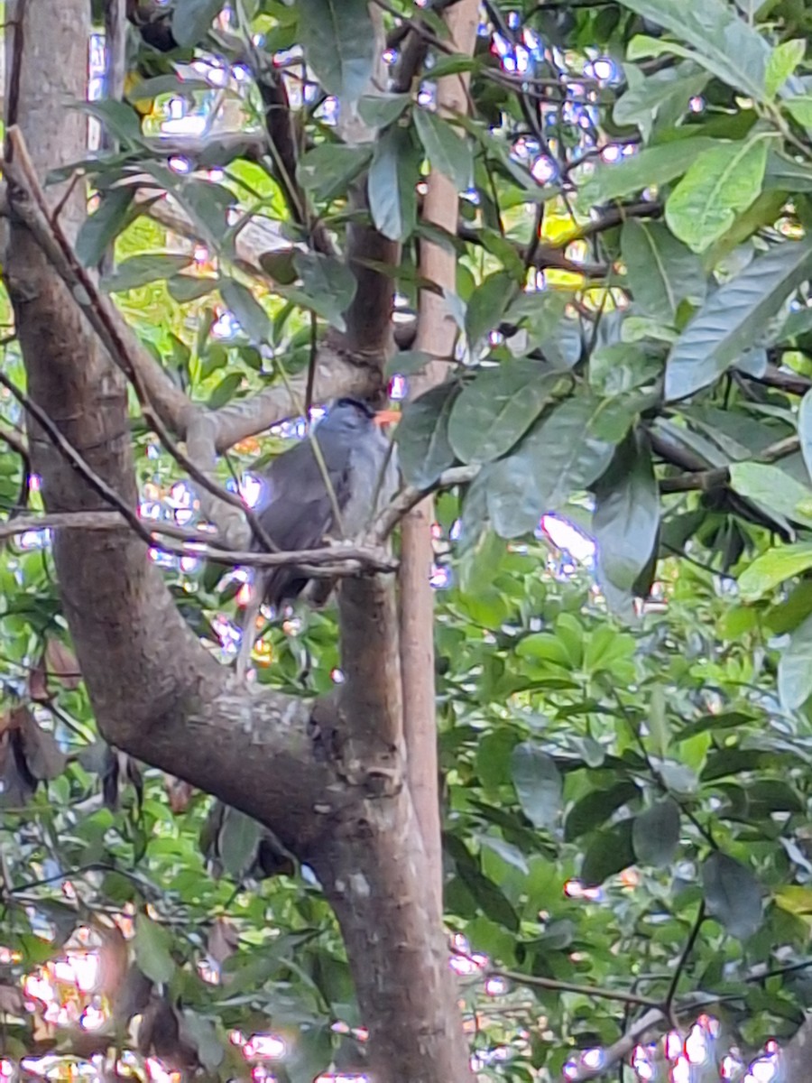 Mauritius Bulbul - Irene Buera