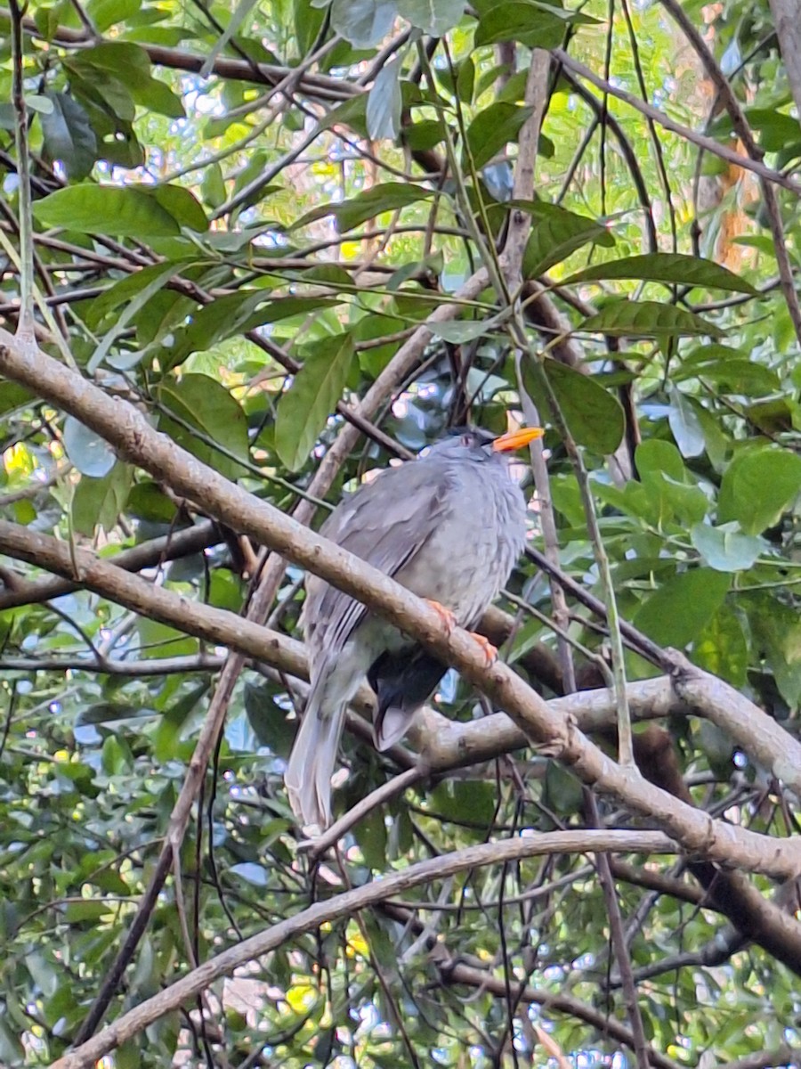 Bulbul de Maurice - ML621301416