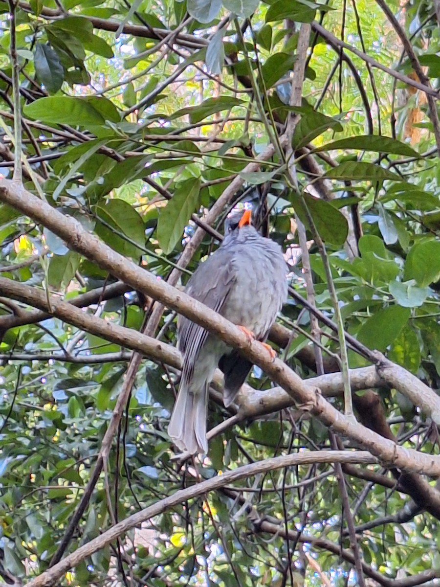 Bulbul de Maurice - ML621301417