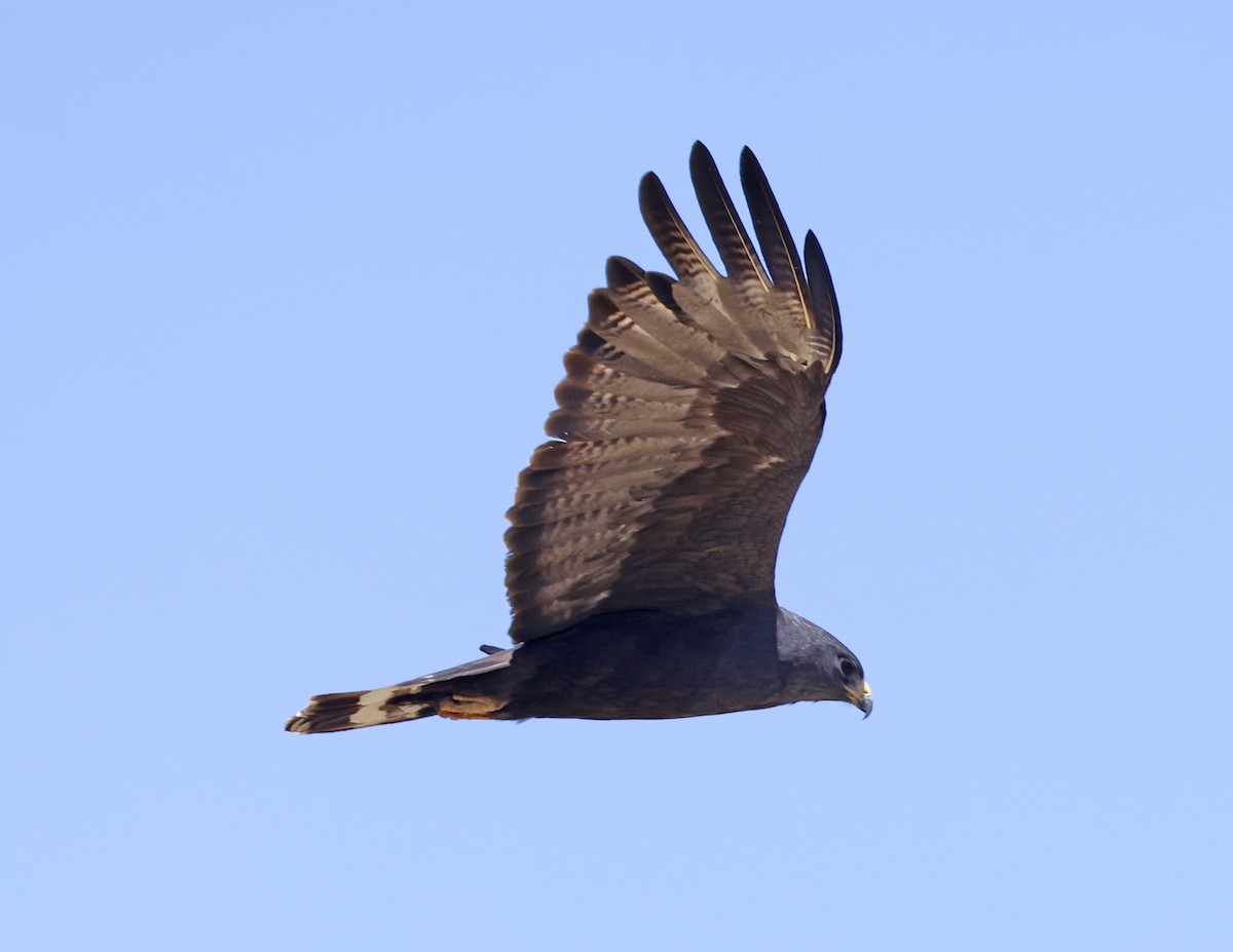 Zone-tailed Hawk - ML621301863