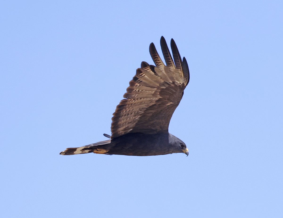 Zone-tailed Hawk - ML621301864