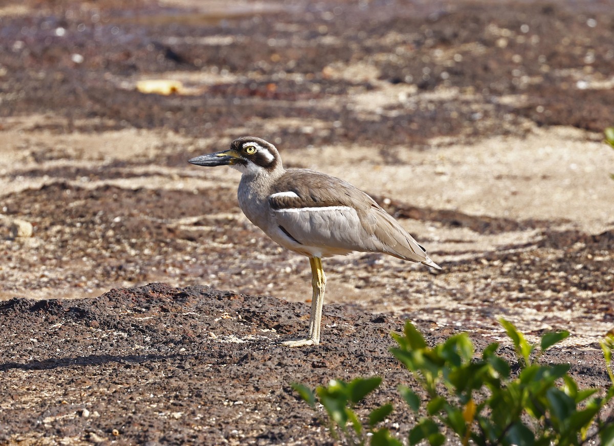 Beach Thick-knee - ML621301890