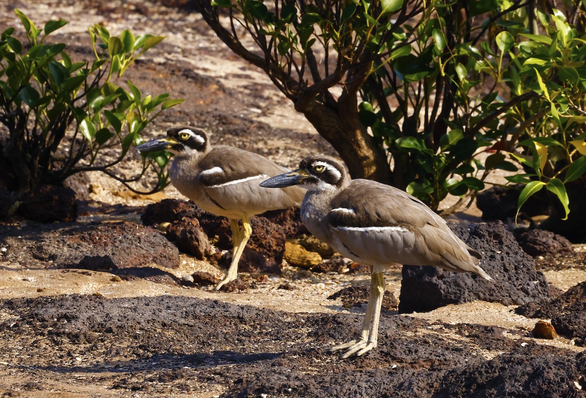 Beach Thick-knee - ML621301891