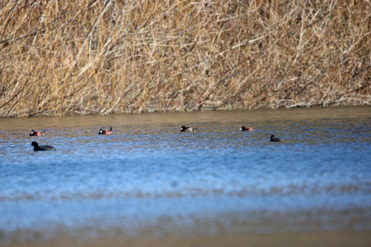 Lake Duck - Raimundo Viteri Delmastro