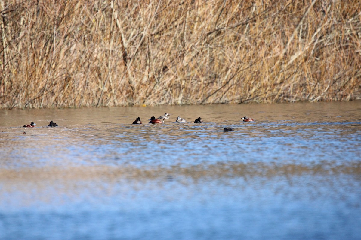 Lake Duck - Raimundo Viteri Delmastro