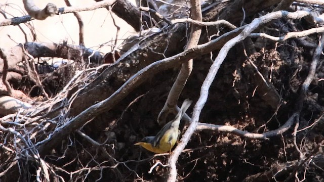 ildparula (pulchra) - ML621301928