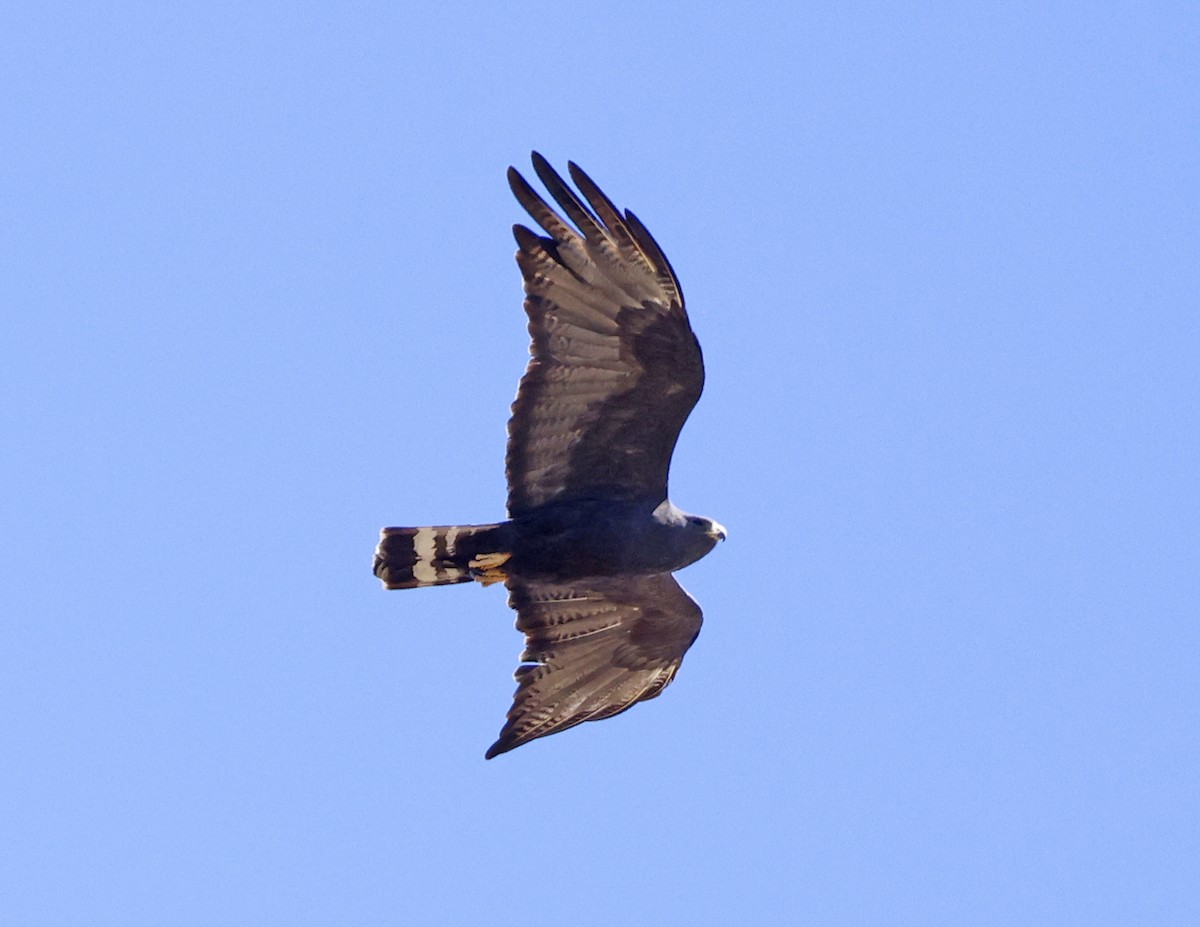 Zone-tailed Hawk - ML621301931