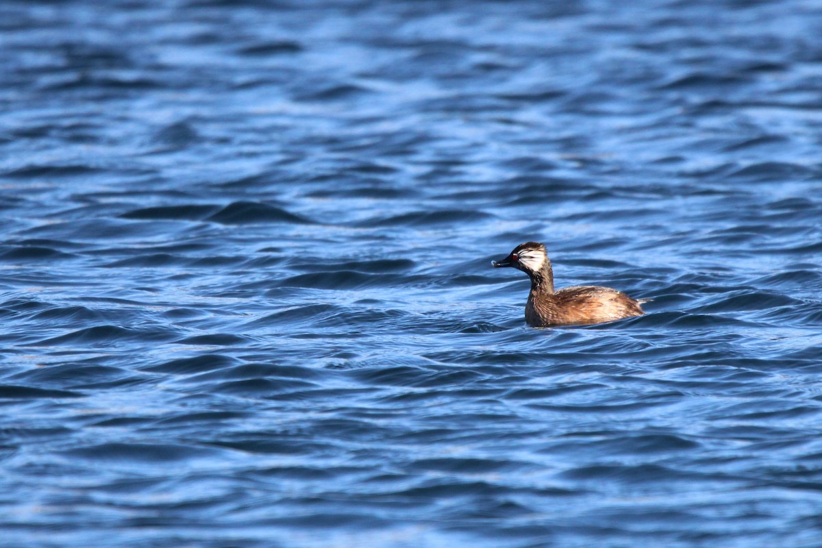 White-tufted Grebe - ML621301949