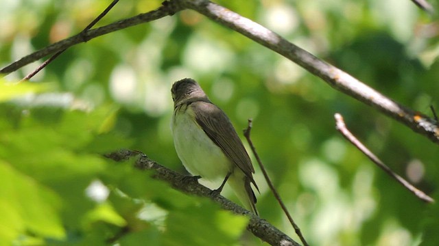 Warbling Vireo (Western) - ML621301962