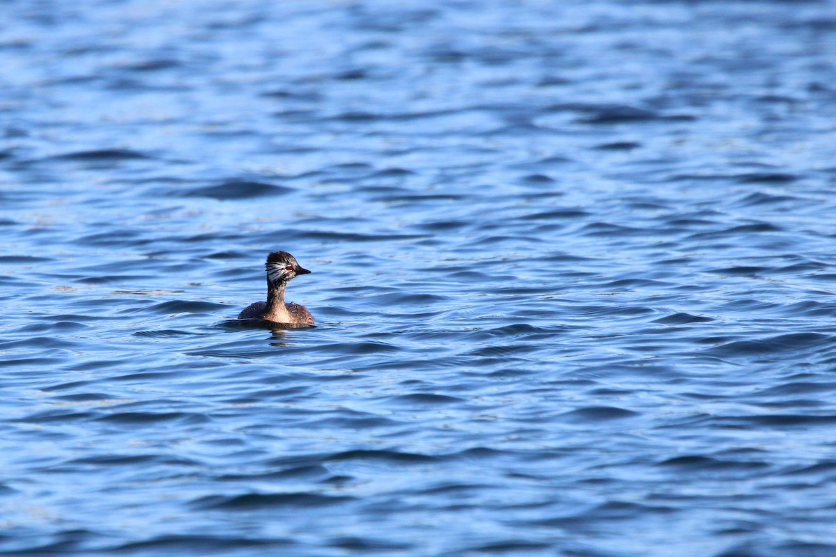 White-tufted Grebe - ML621301964