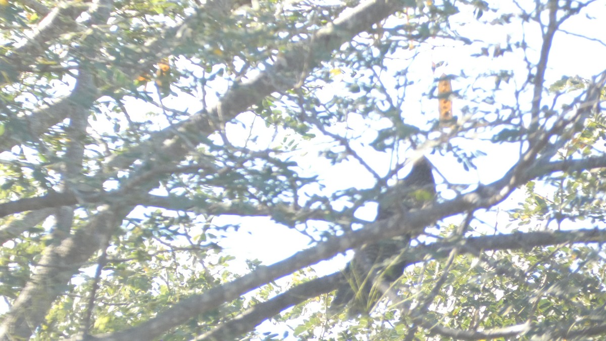 Pheasant Coucal (Pheasant) - ML621301968