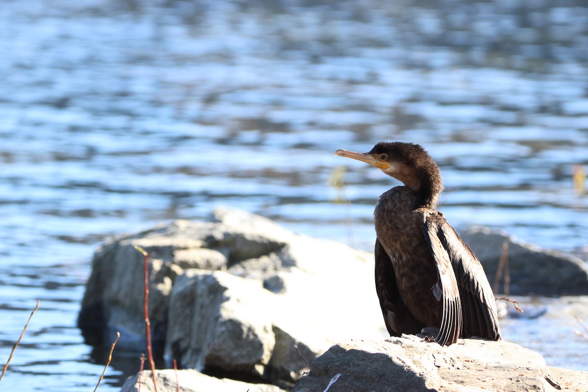 Neotropic Cormorant - Raimundo Viteri Delmastro