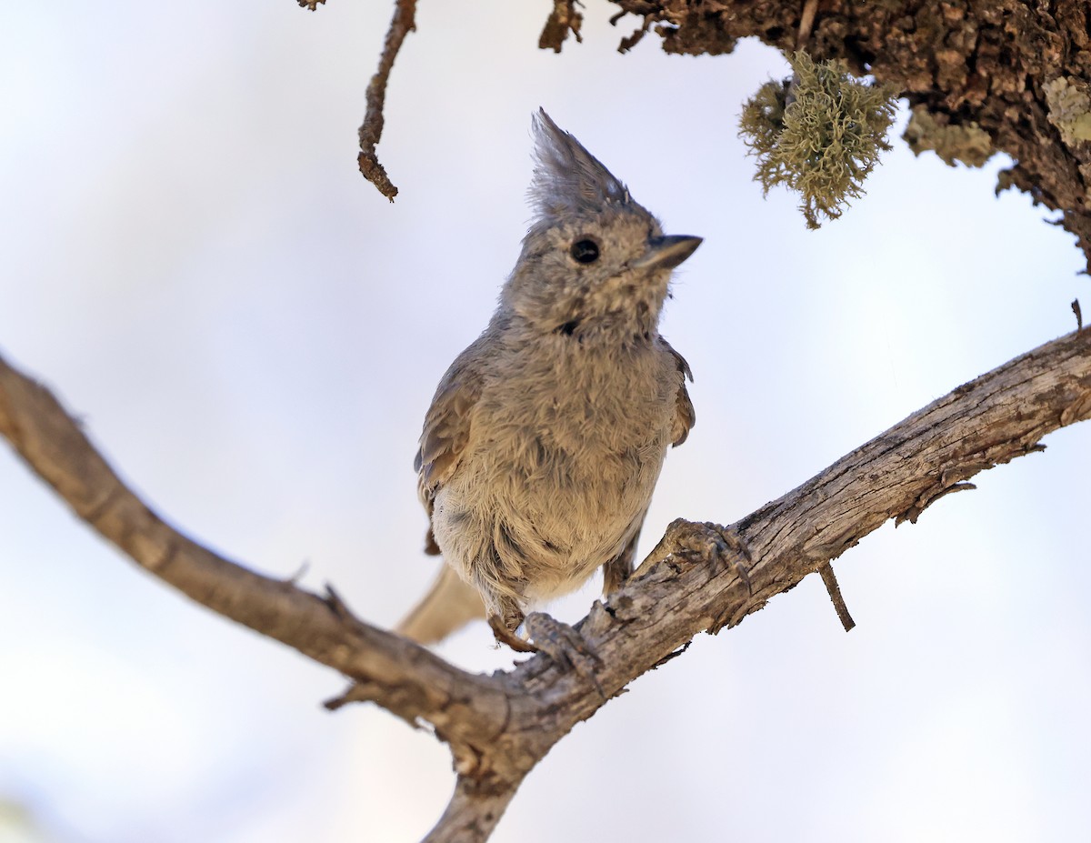 Juniper Titmouse - ML621301986