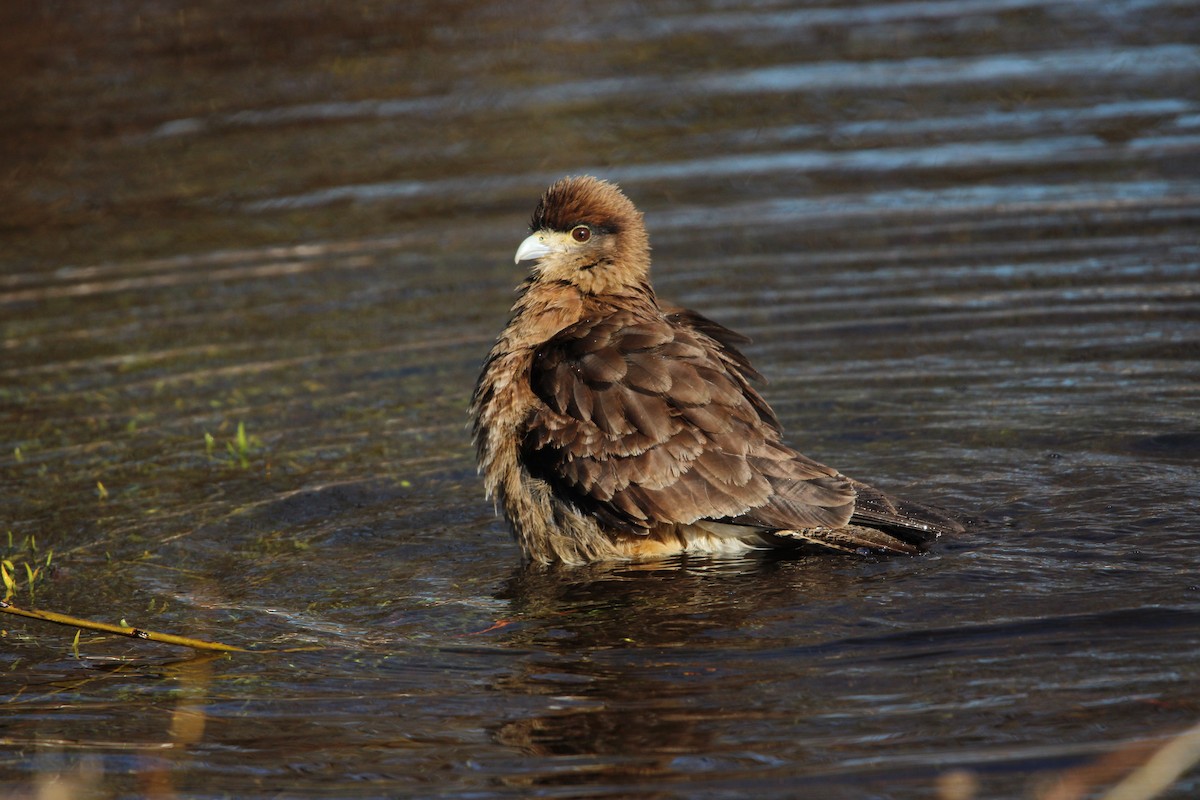 Chimango Caracara - ML621302008