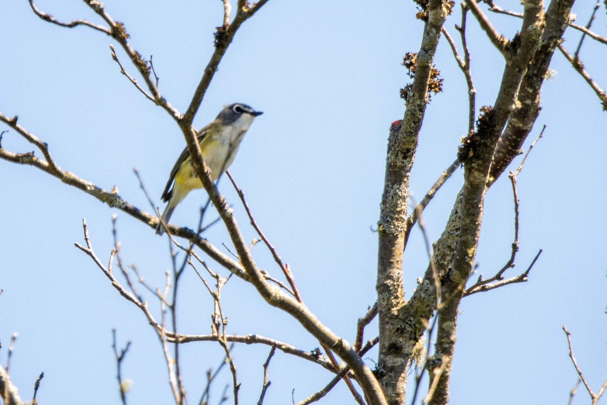 eremittvireo - ML621302087