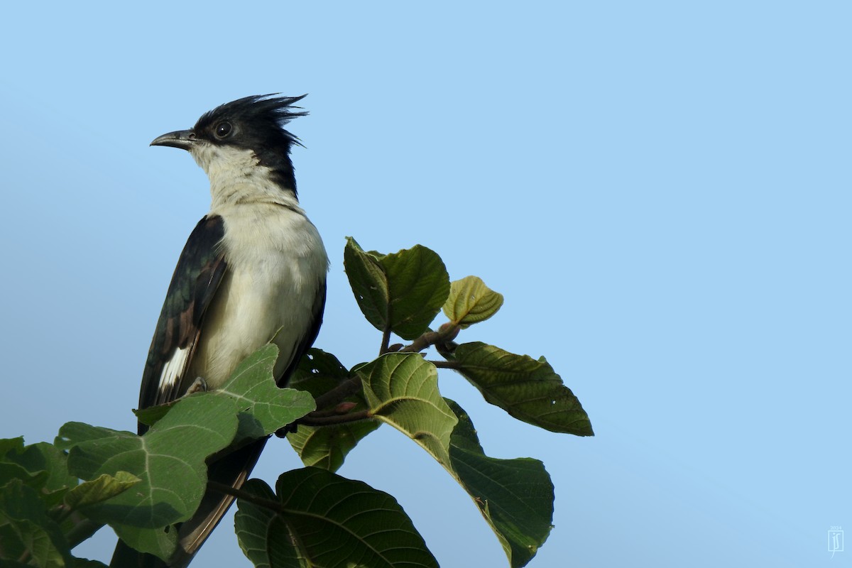 Pied Cuckoo - ML621302096