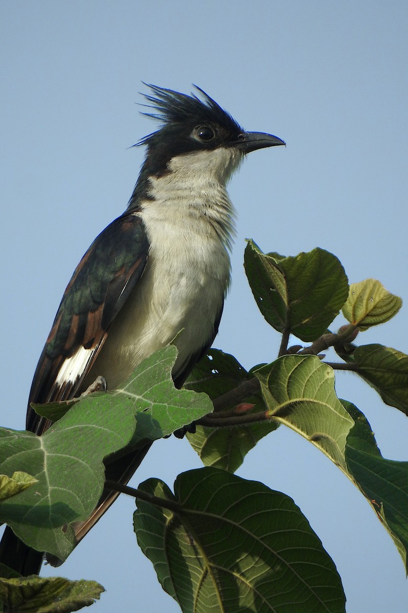 Pied Cuckoo - ML621302097