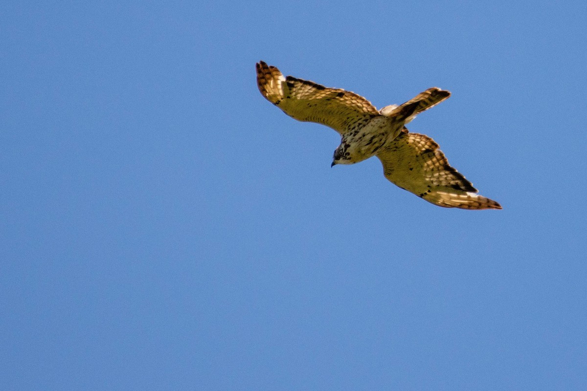 Broad-winged Hawk - Jerry Chen