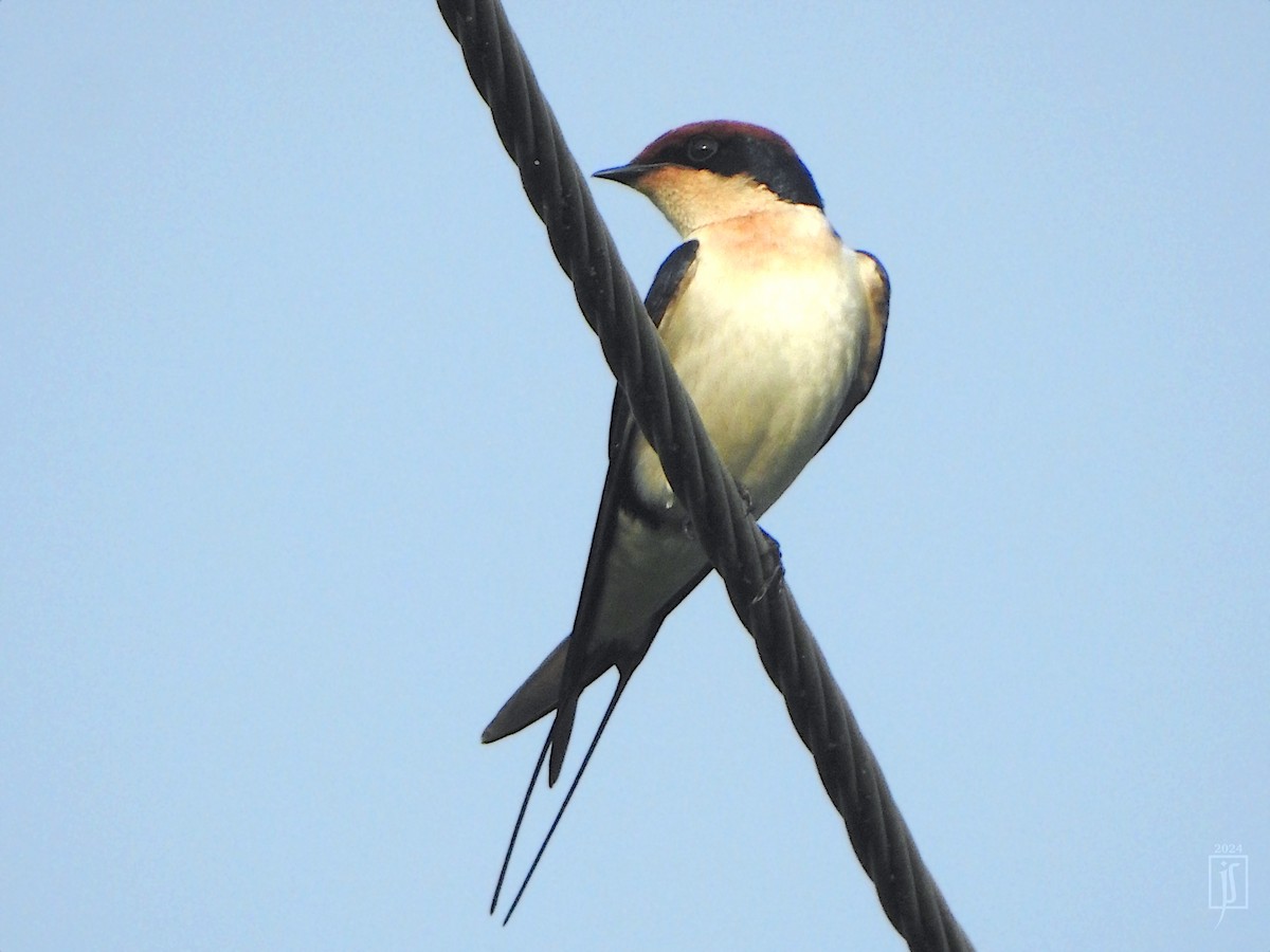 Wire-tailed Swallow - ML621302117