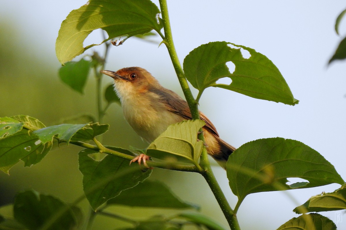 Red-faced Cisticola - ML621302122