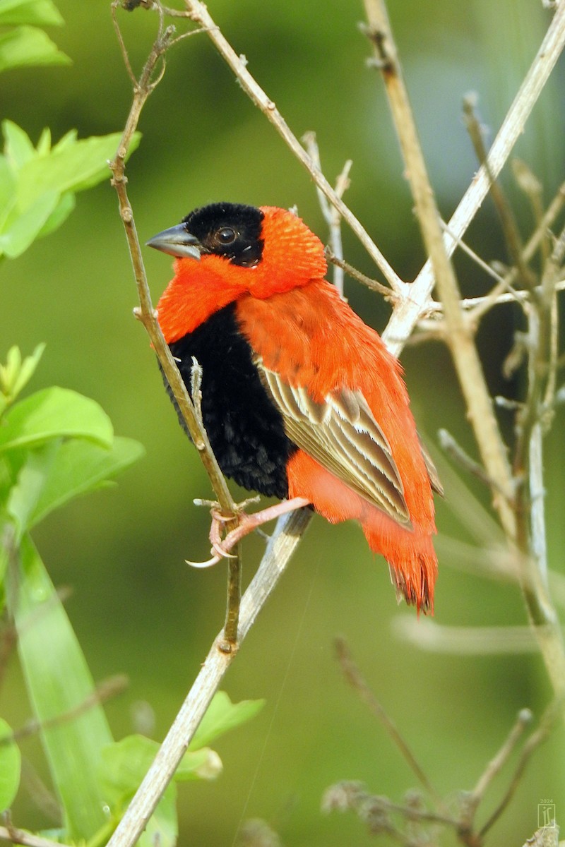 Northern Red Bishop - ML621302125