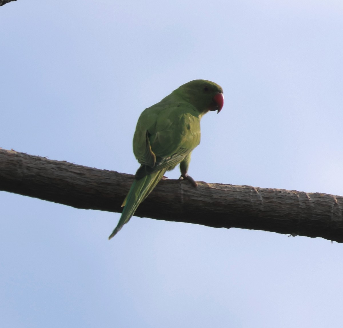Yeşil Papağan - ML621302199