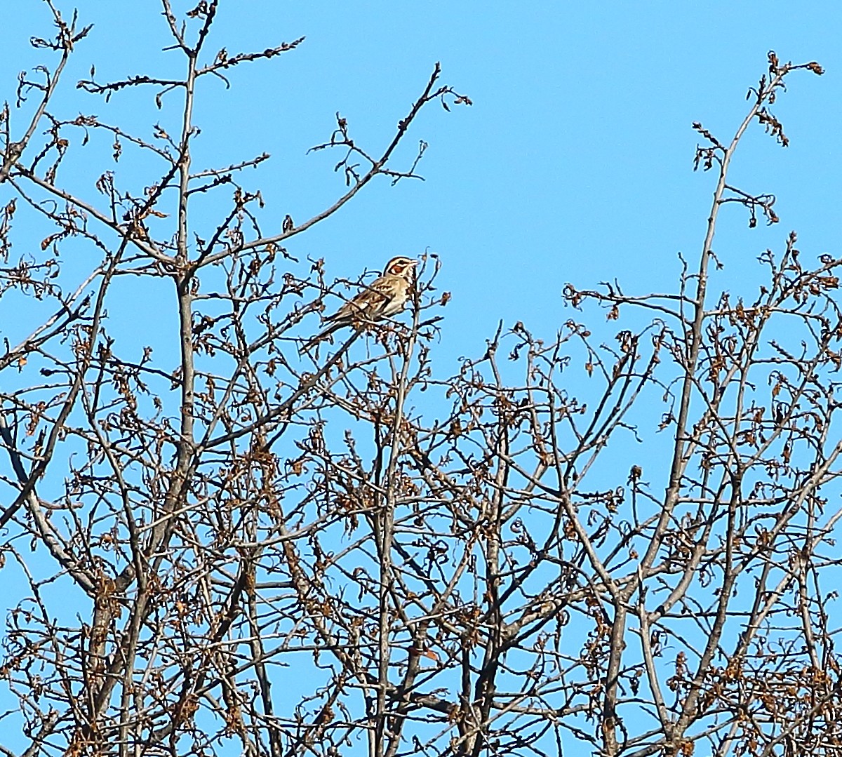 Lark Sparrow - ML621302237