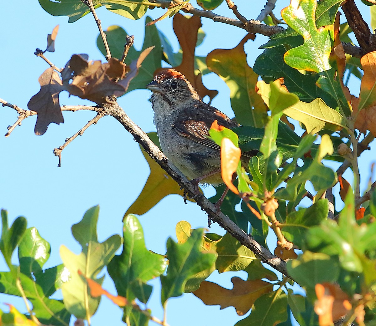 Rufous-crowned Sparrow - ML621302244