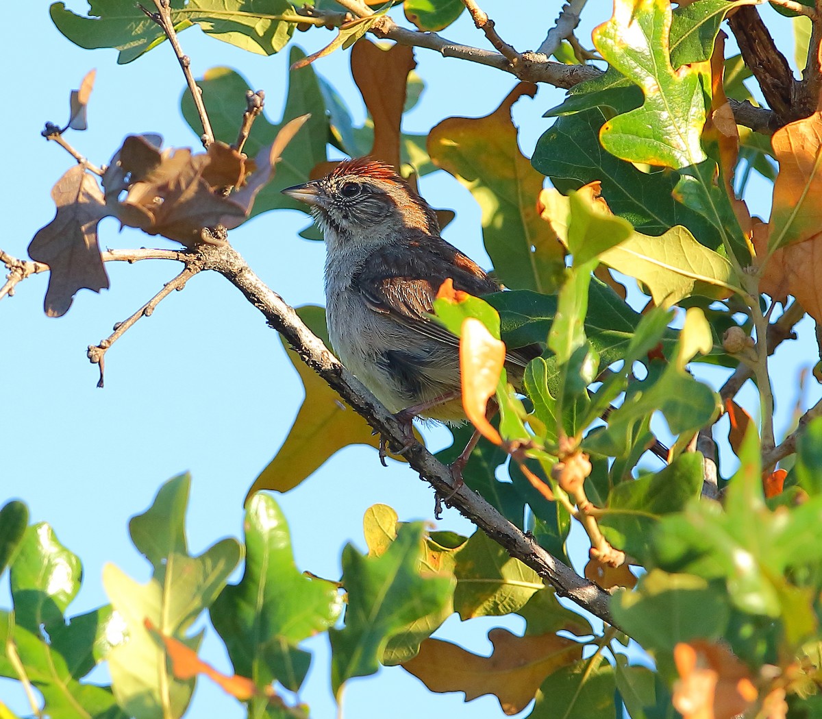 Rufous-crowned Sparrow - ML621302245