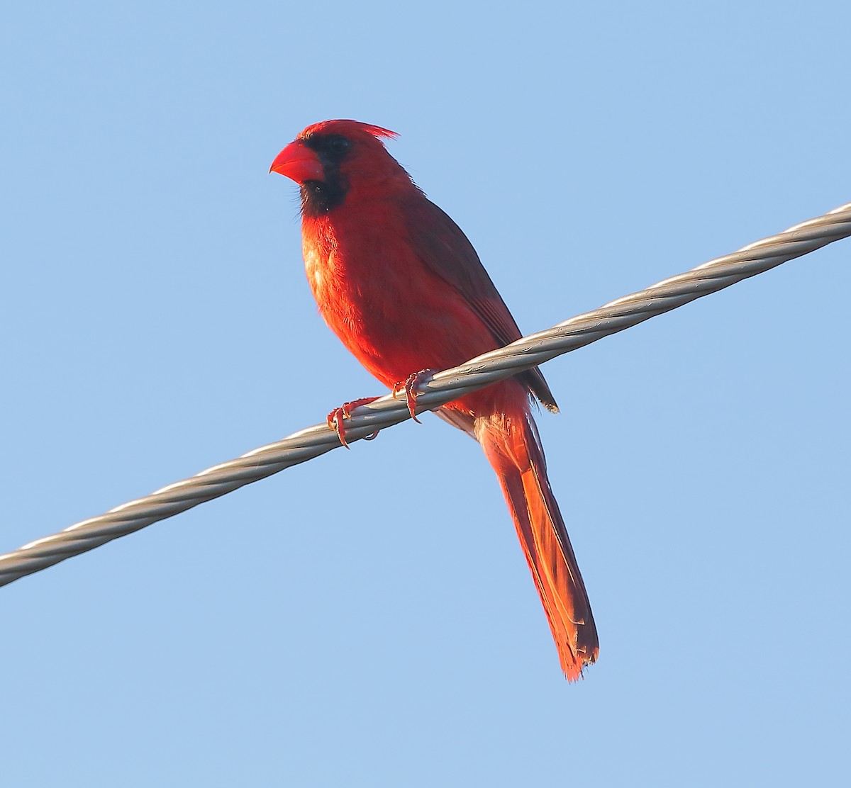 Northern Cardinal - Bala Chennupati