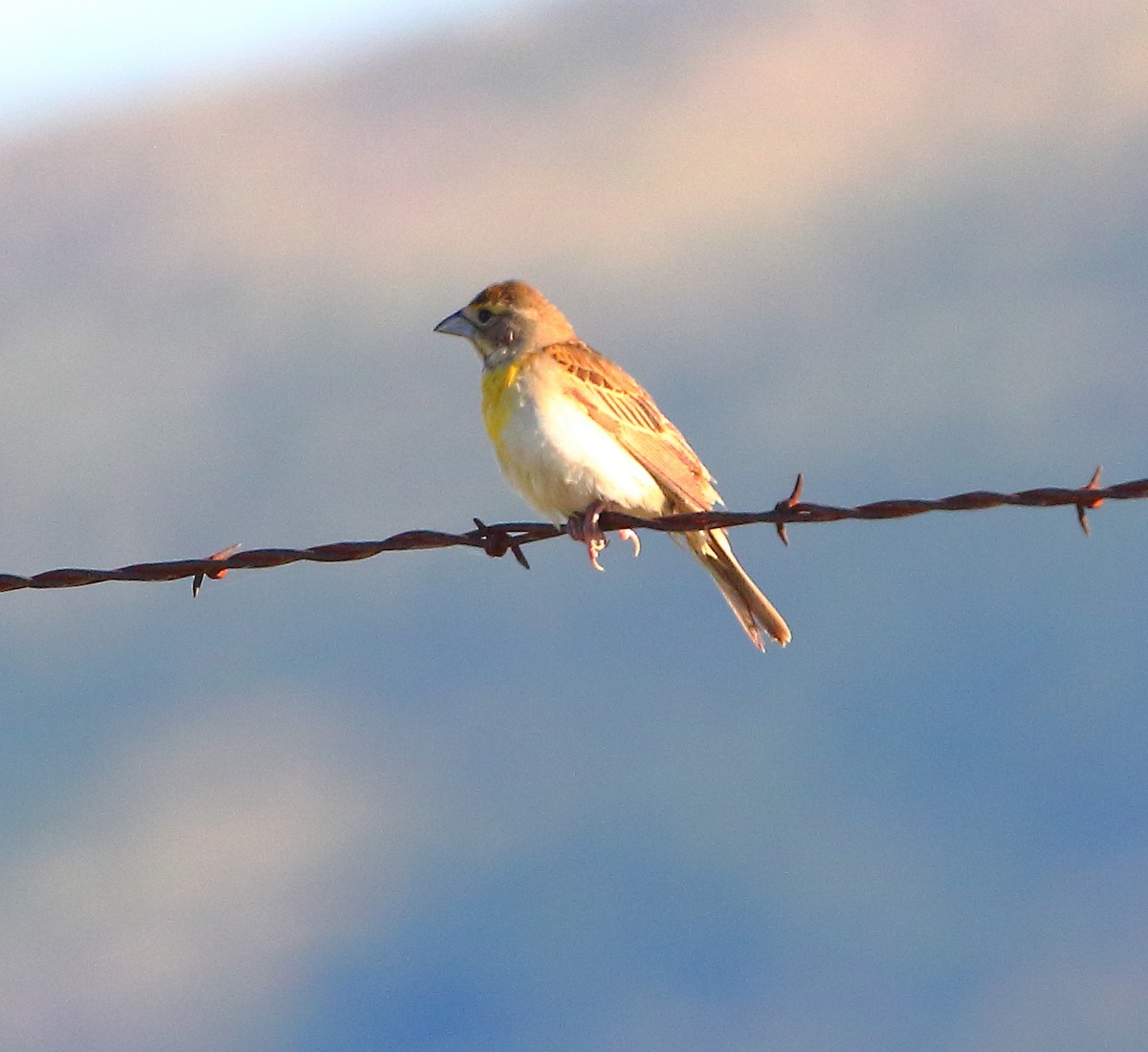 Dickcissel - Bala Chennupati