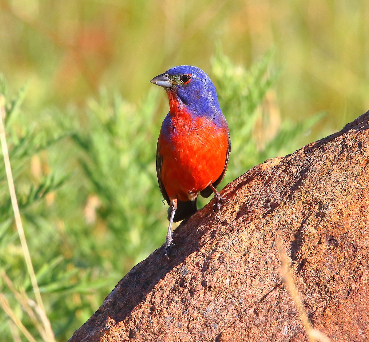 Painted Bunting - ML621302267