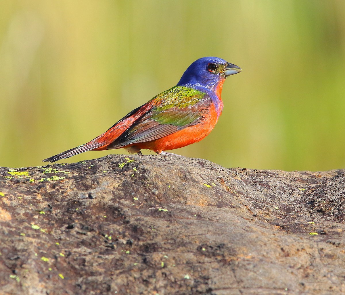 Painted Bunting - ML621302272