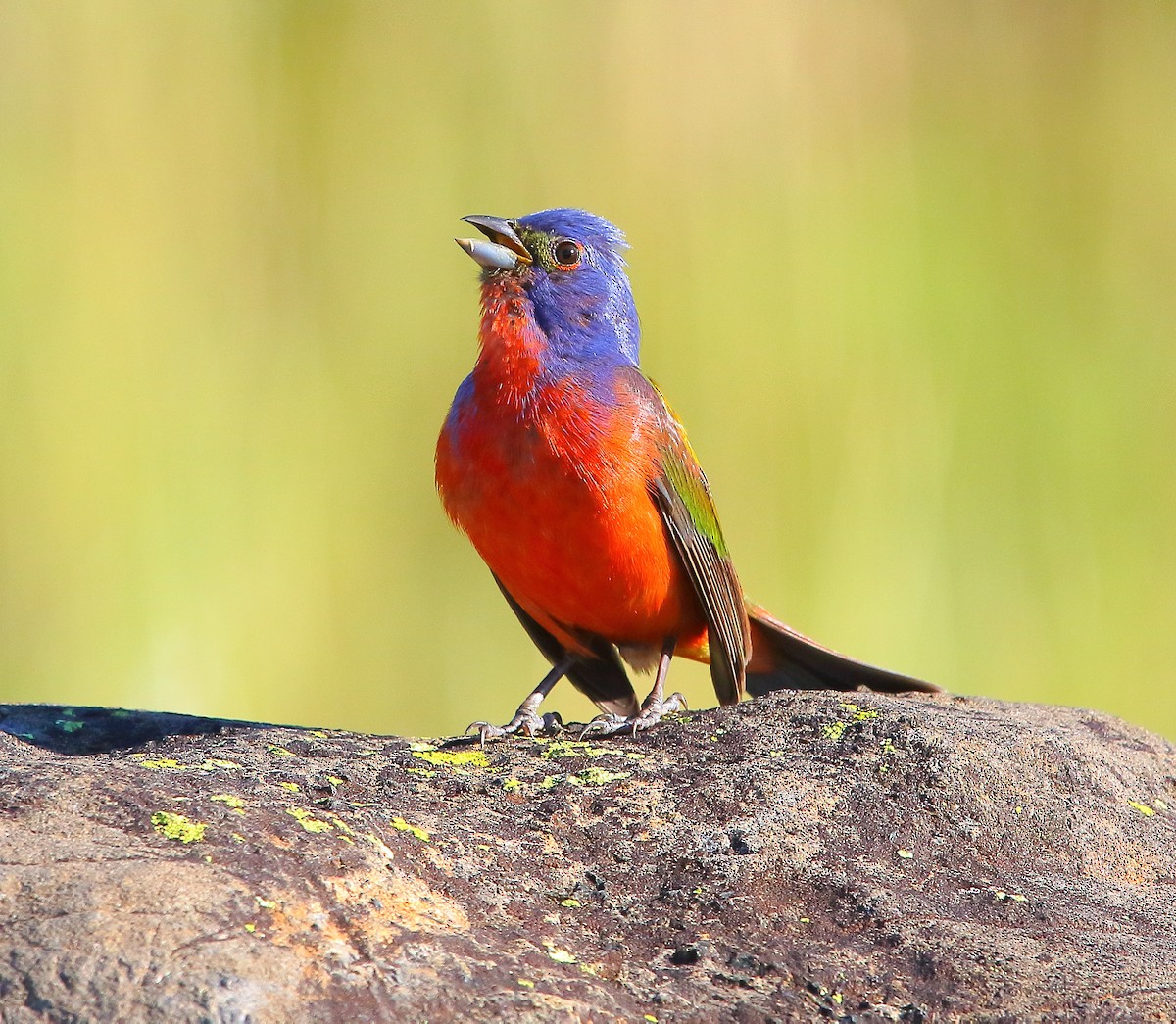 Painted Bunting - ML621302273