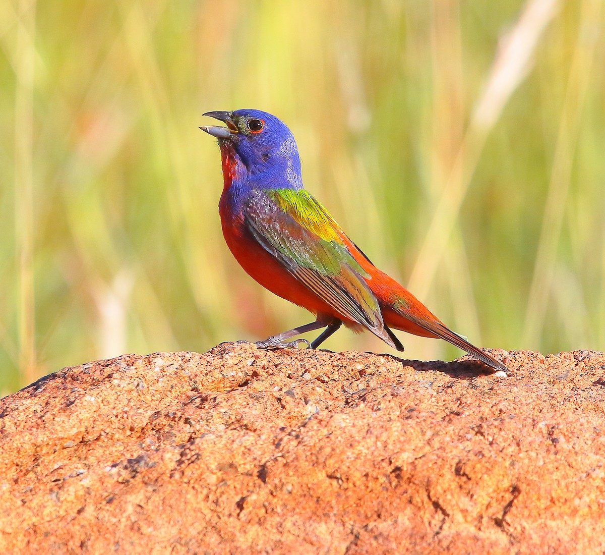 Painted Bunting - ML621302274