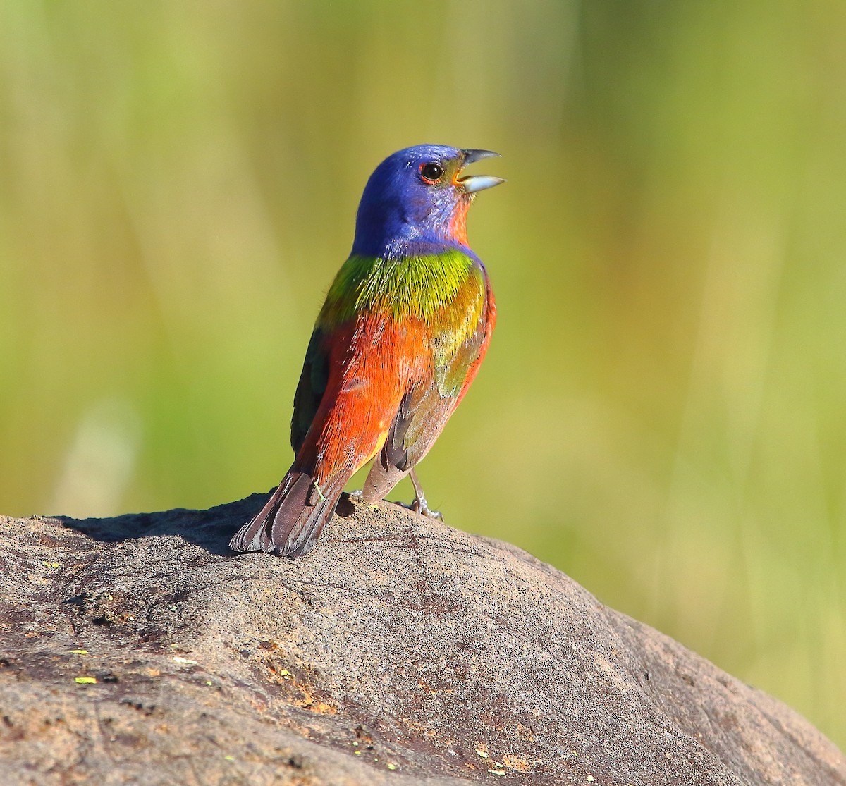 Painted Bunting - ML621302275